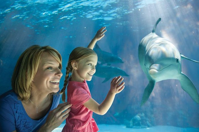 Top 8 Adventures to do with Kids at SeaWorld!