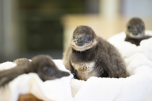 BABY ANIMALS THRIVE AT BUSCH GARDENS TAMPA BAY