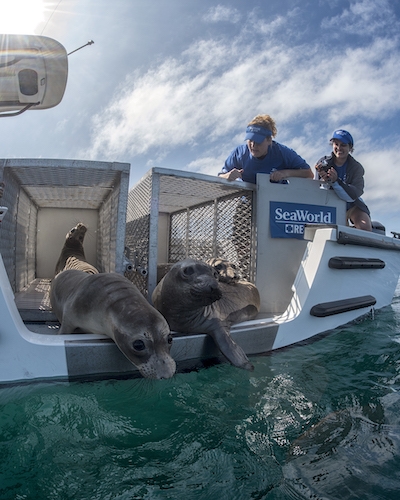 SeaWorld’s Rescue Teams Give Injured & Abandoned Animals a Chance