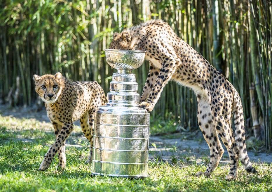 Free Beer is Back at busch gardens