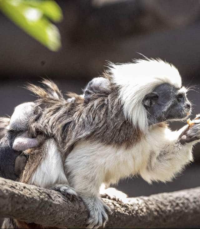 Twin Born at Disney Animal Kingdom